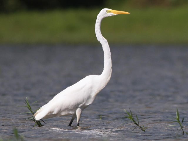 great-egret.jpg 