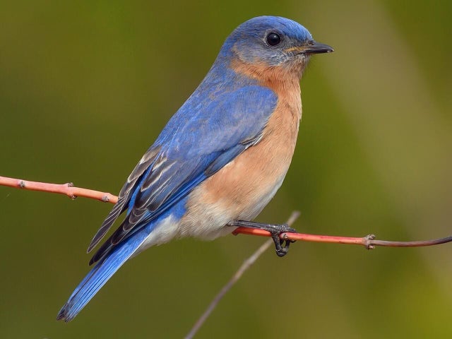 eastern-bluebird.jpg 
