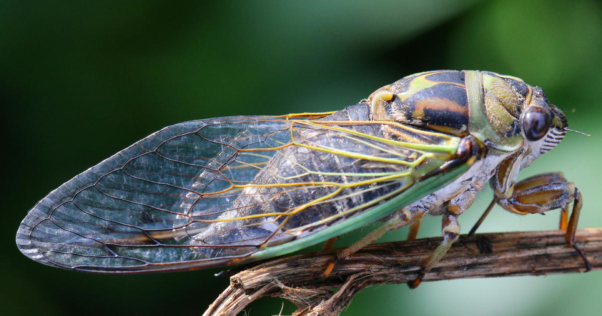 Cicada-geddon insect invasion will be biggest bug emergence in centuries -  CBS News