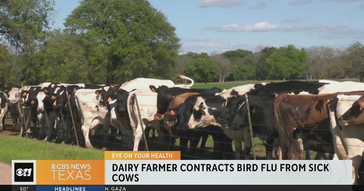 Dairy farmer contracts bird flu from sick cow CBS Texas