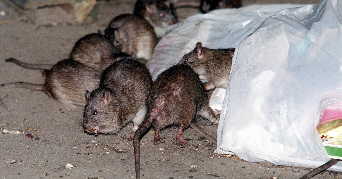 How brown rats crawled off ships and conquered U.S. cities