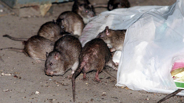 Brown Rat Takeover 