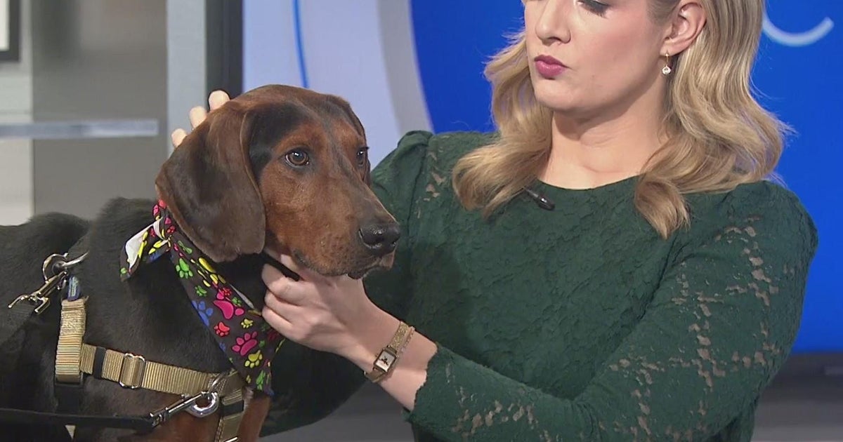 Rhubarb smiles in the CBS 2 Pet Rescue Spotlight - CBS Chicago