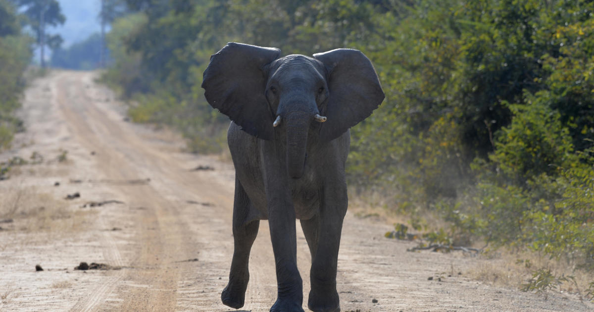 Ataque de elefante deixa mulher americana morta no Parque Nacional de Kafue, na Zâmbia