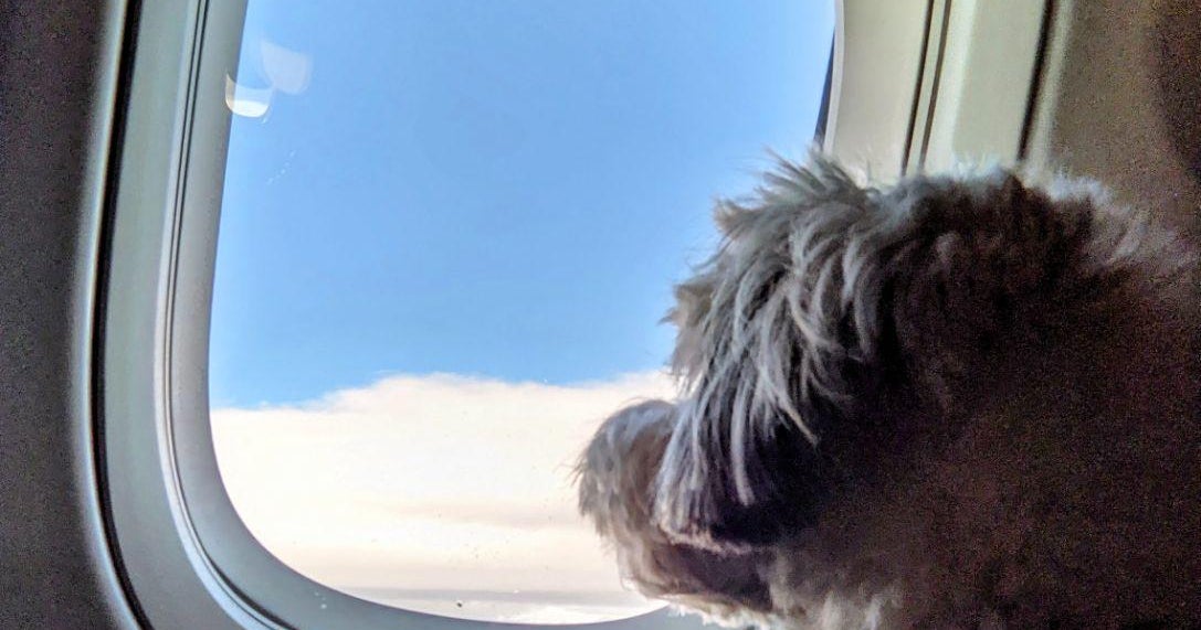 Flying with pets? Here’s what to know. Flying with pets? Here’s what to know.
