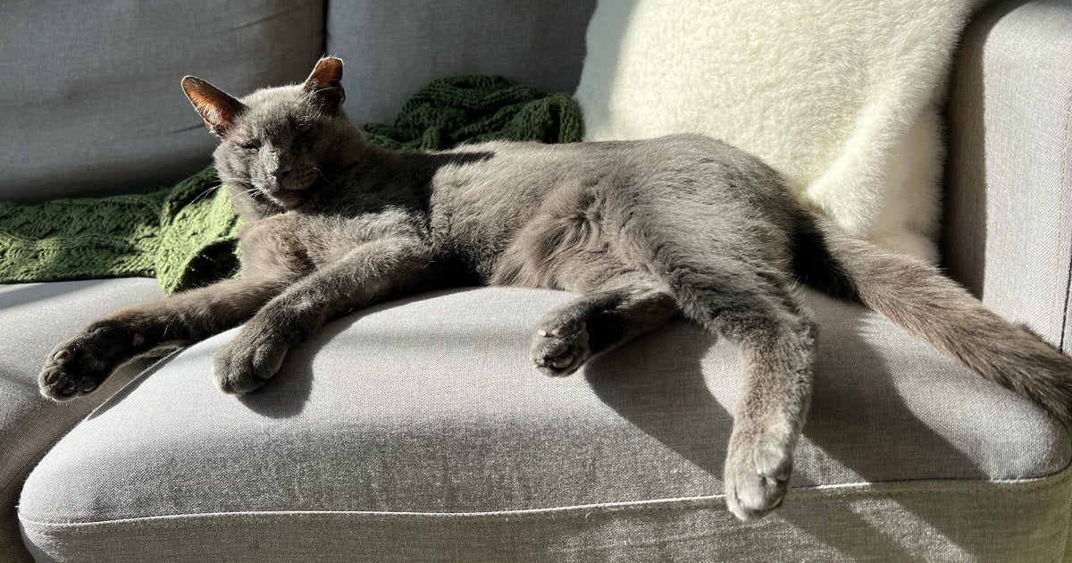 PAWS Chicago Pet of the Week – Hercules
