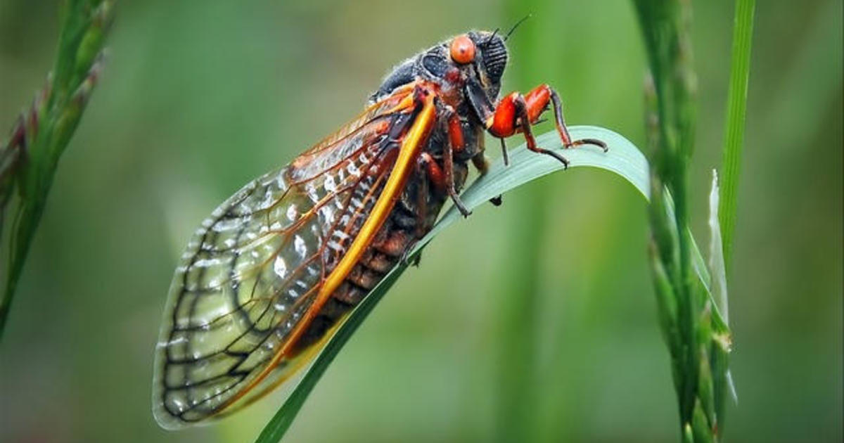 Periodical cicadas will emerge in 2024. Here's what you need to know