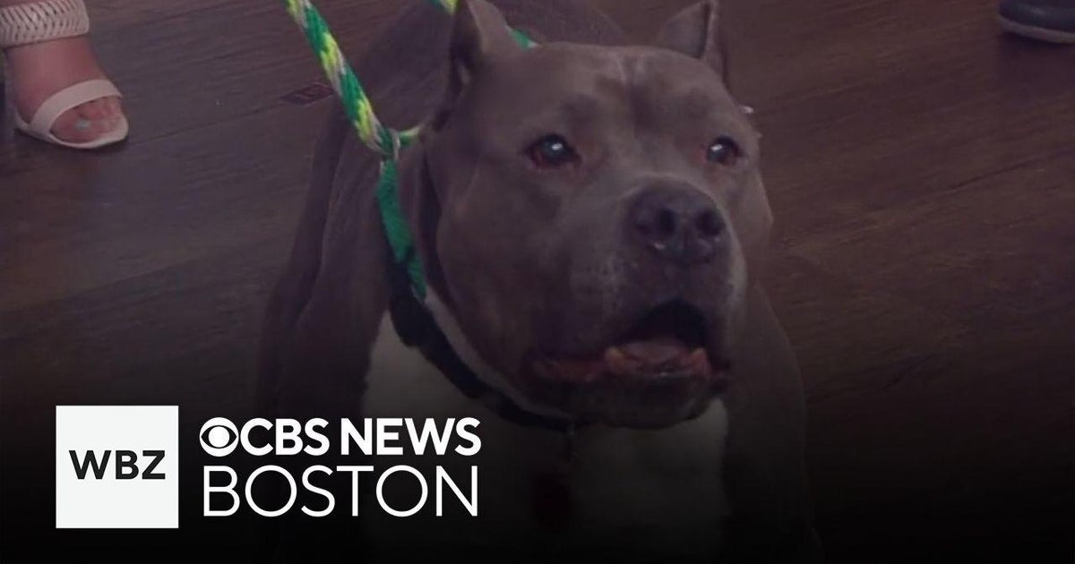 Pet Parade: Sweet Paws Rescue - CBS Boston