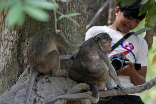 Cambodia Monkey Abuse 