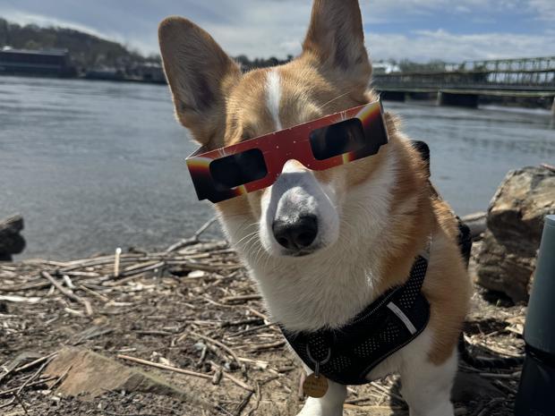 A corgi wearing eclipse glasses 