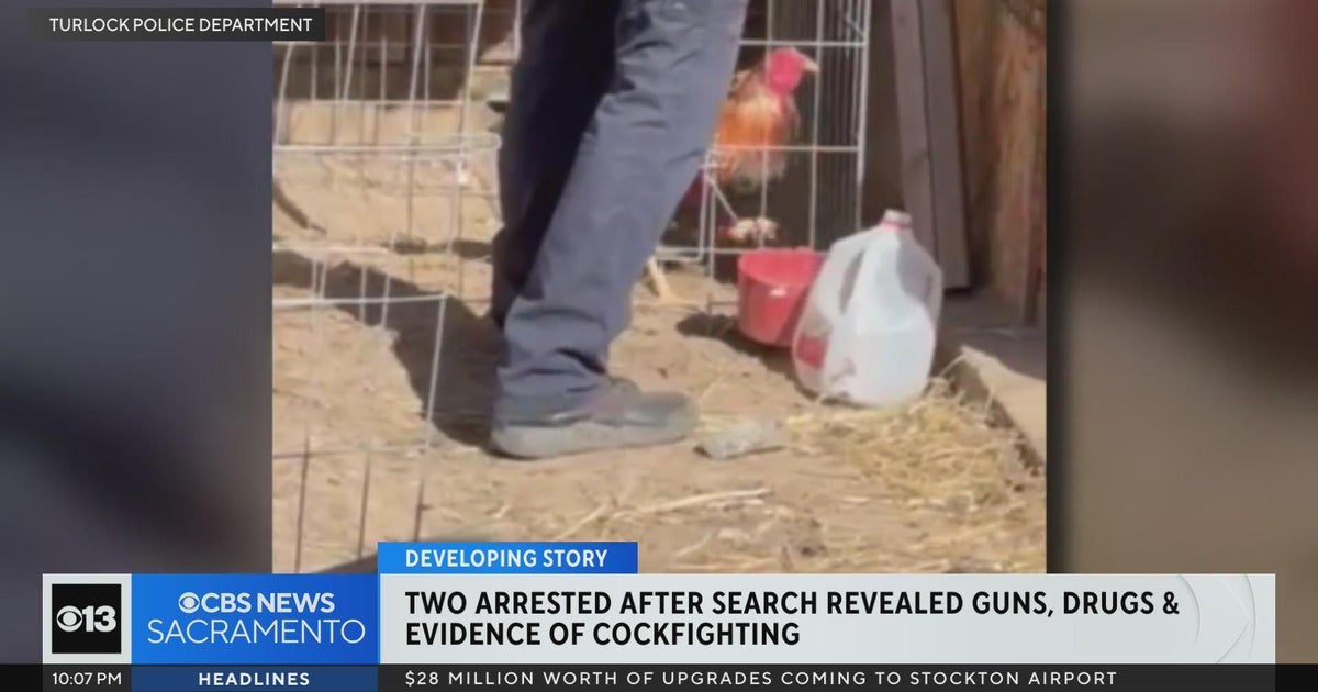 2 arrested after searcg reveals guns, drugs and evidence of cockfighting in Turlock
