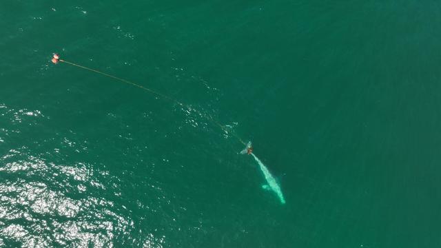 Whale Spotted off Coast of Pacifica 