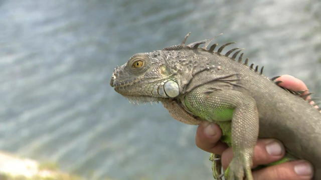 refeed-1730-peter-iguana-season-pkg-4-10-24.jpg 