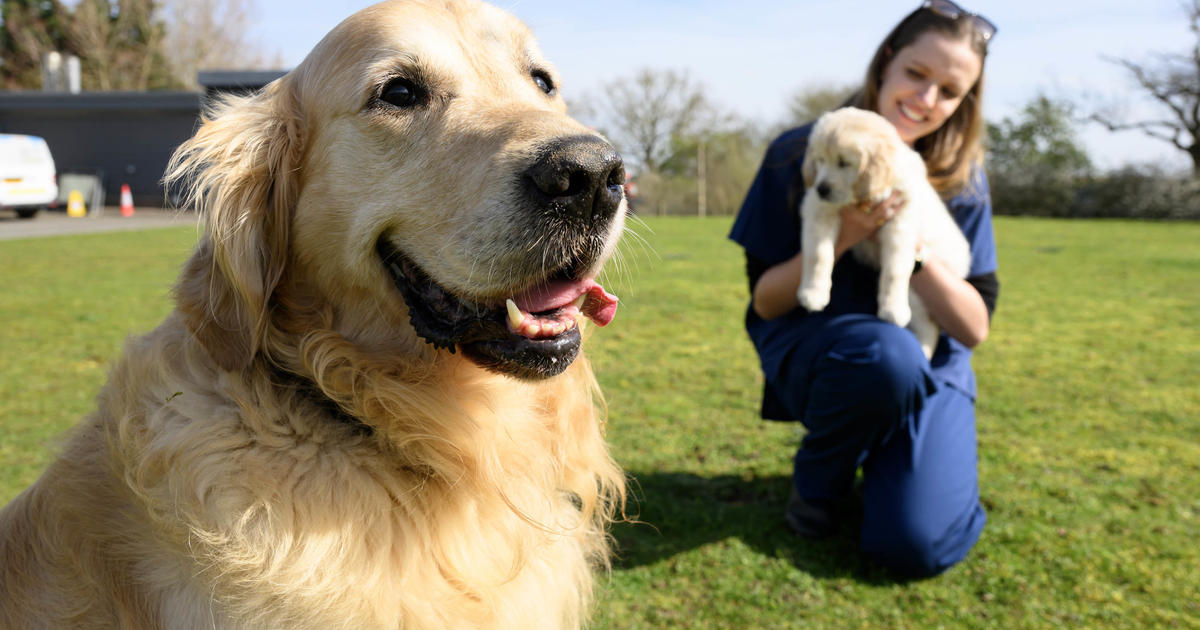 Куче водач, подходящо наречено Dogfather“, се пенсионира, след като стана