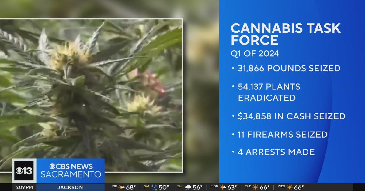 California cannabis task force seizes nearly 32,000 pounds of pot in first quarter of 2024
