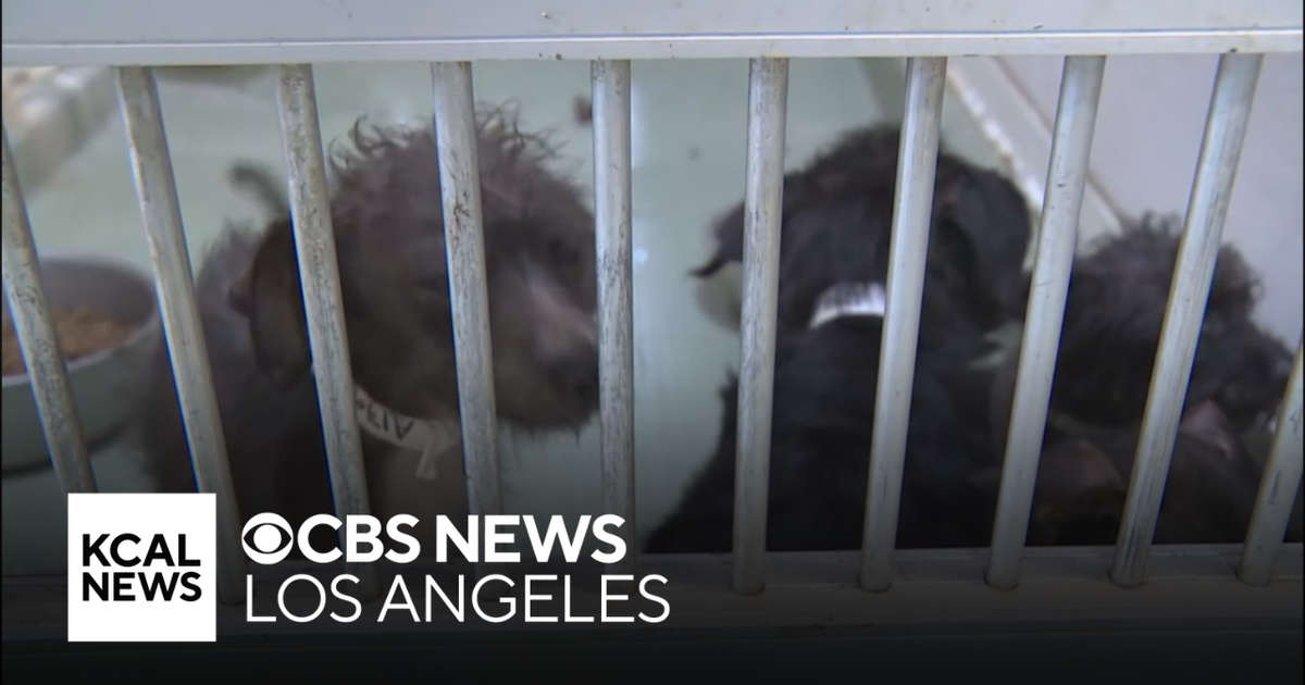 113 dogs saved from fire engulfed property in Jurupa Valley - CBS Los ...
