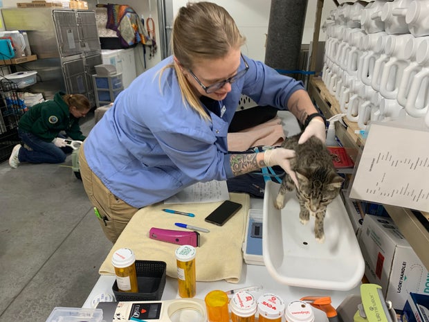 cats-rescued-credit-tri-county-humane-society.jpg