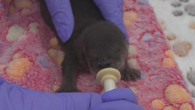 newborn-otter.jpg 