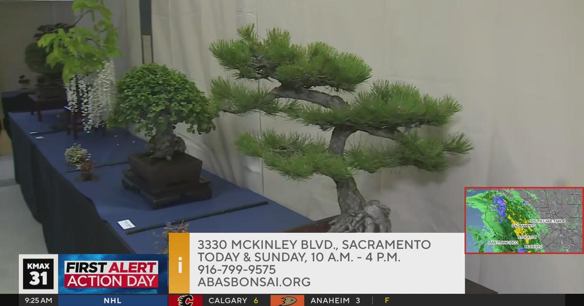 Bonsai Festival, 9am - Good Day Sacramento