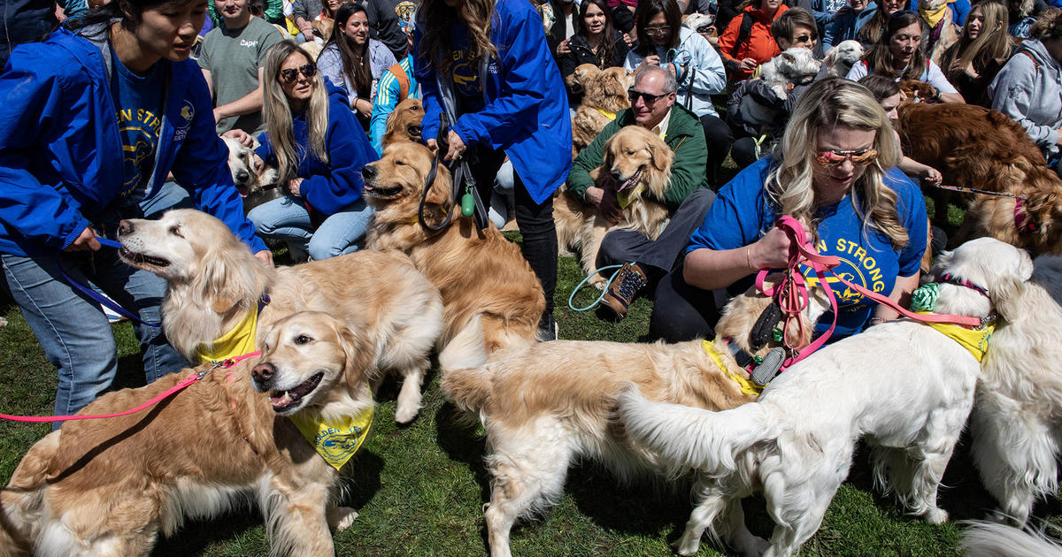 Golden retrievers take over Boston Common before marathon to honor Spencer the dog