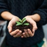 Female gardener holding a sapling with soil 