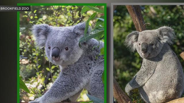 Brookfield Zoo Chicago koalas.jpg 
