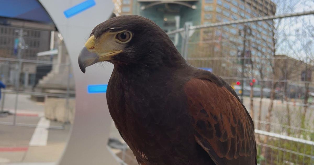 Trained birds hired to take on downtown poop ahead of NFL Draft in Detroit