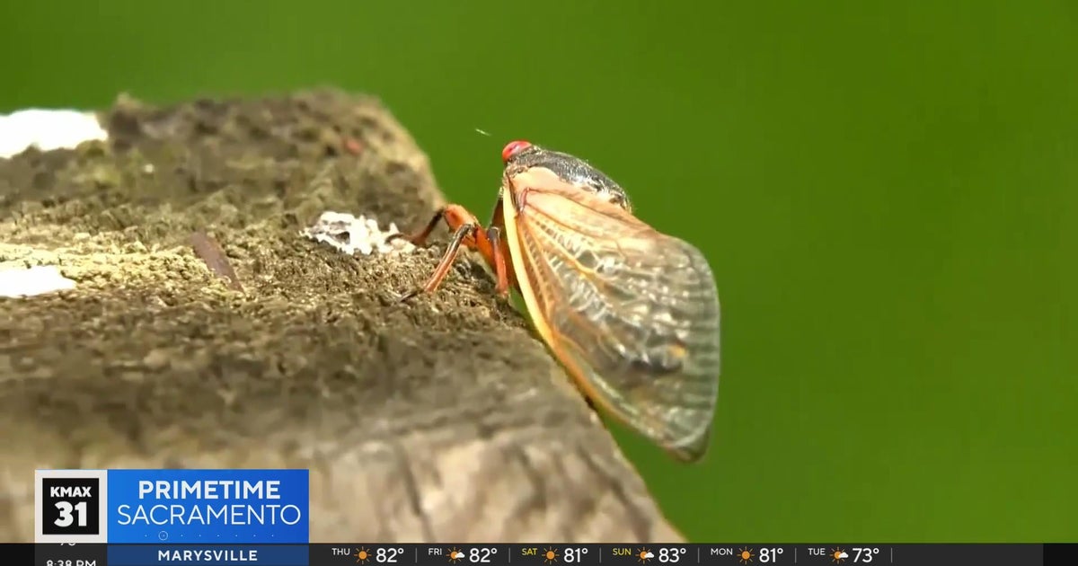 The Answer: Cicada noise