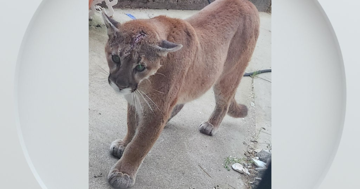 Mountain lion snatches, kills family cat in Calaveras County