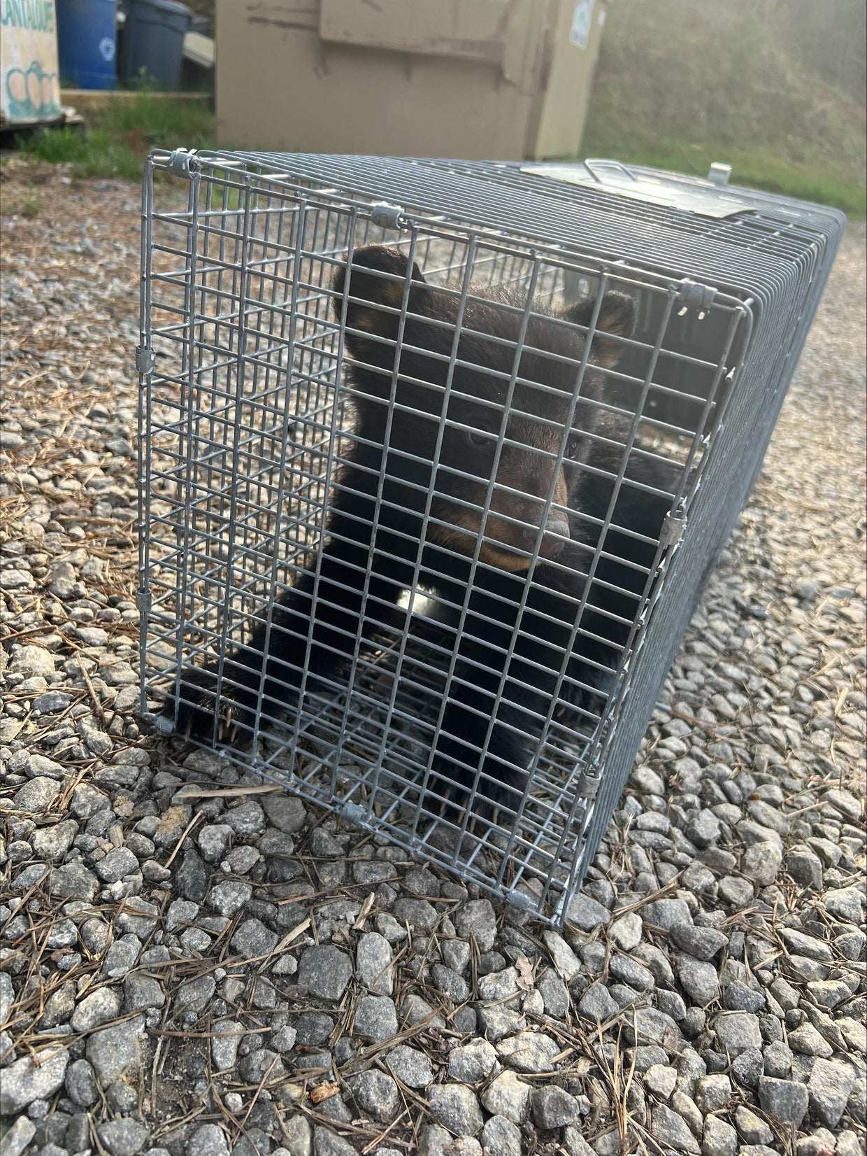 ncwrc-cub-transport-picture-4-16-24.jpg 