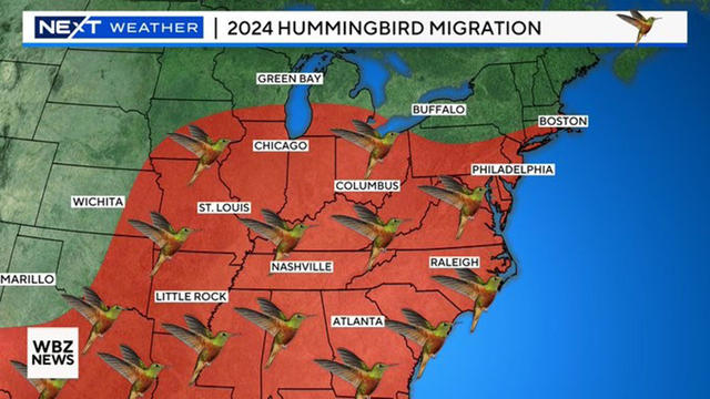 Hummingbird migration 