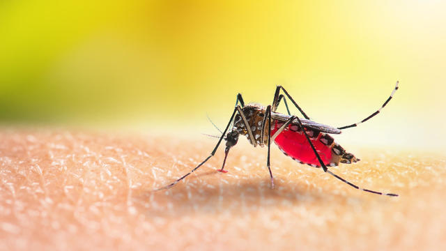 Aedes mosquitoe is sucking blood on human skin 