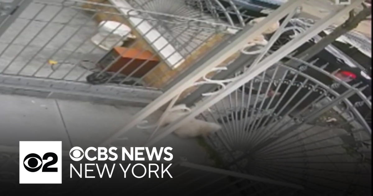 Caught on video: Dog stolen from Brooklyn yard - CBS New York