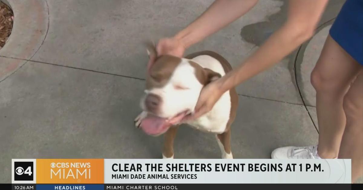 Miami-Dade’s “Clear the Shelters” gives dogs a chance at adoption