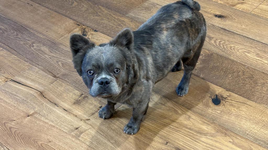 1-year-old French bulldog named Diego stolen from Pasadena home