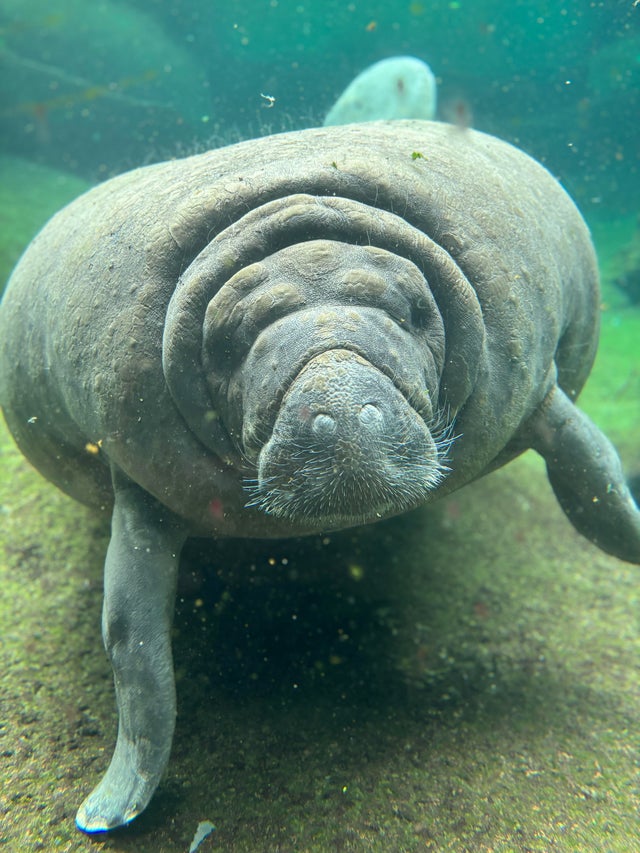 Juliet, manatee rescued from Miami Seaquarium, dies at