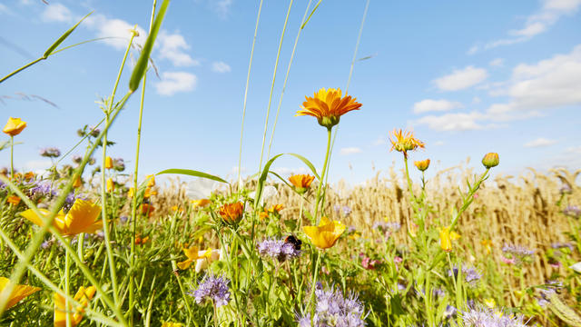 Colorful flowers at the edge of a field against sky in summer, rural scene 