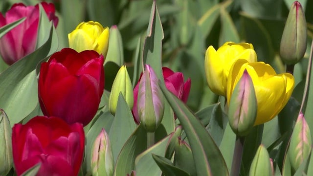 tulips.jpg 