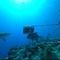 Scientists work to save reef sharks to help keep marine life balance