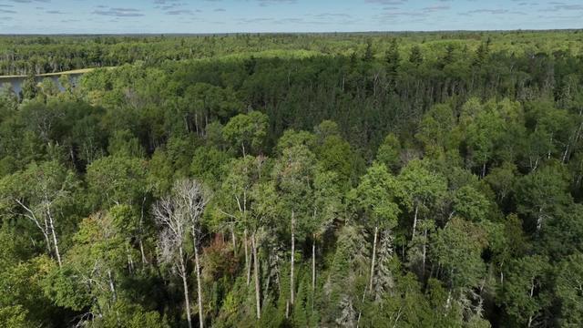 mn-forests-on-the-brink-wcco590s.jpg 