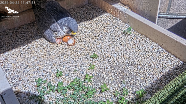 national-aviary-peregrine-falcon-first-egg-2024.png 