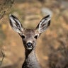 Catalina Island proposes professional hunting to eliminate deer population 