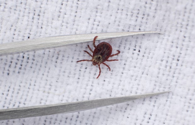 A tick and a pair of tweezers