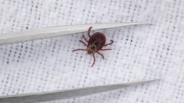  
How to spot ticks and get rid of them as warm weather raises risk 
Warmer weather is prime time for ticks that can carry Lyme disease and other illnesses. Here's how to spot them and get rid of them. 
5H ago