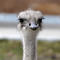 Ostrich dies after swallowing zoo staffer's keys, Kansas zoo says