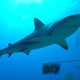 911 call reveals frantic moments after 8-year-old boy bitten by shark off Key Largo 