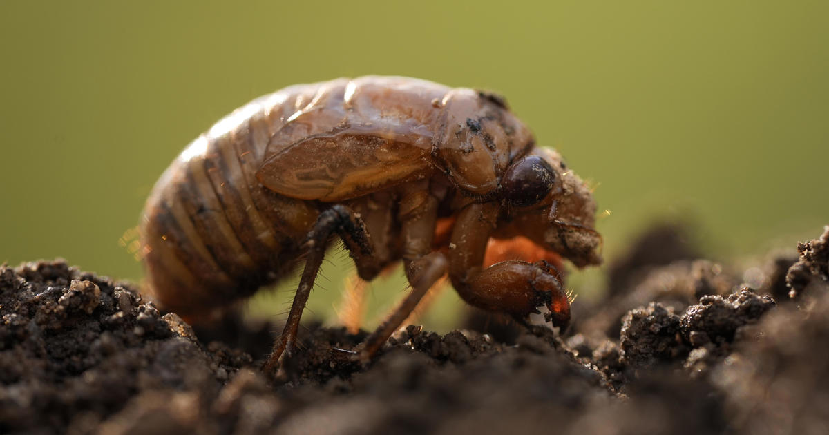 When are the Illinois cicadas coming?