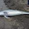 Dolphin found shot dead on a Louisiana beach