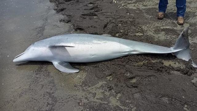 dolphin-stranded-in-la-750x500.jpg 