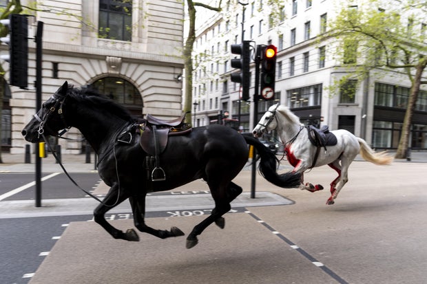 Photo shows army horses that bolted through London recovering ahead of expected return to duty